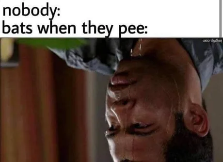 Bats when they pee