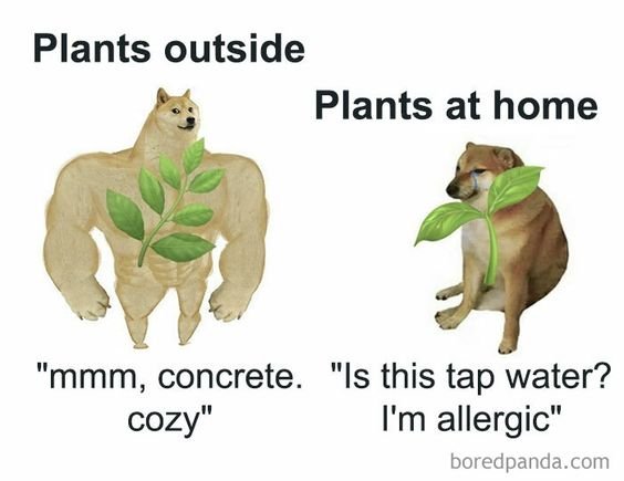 Plants outside vs plants at home
