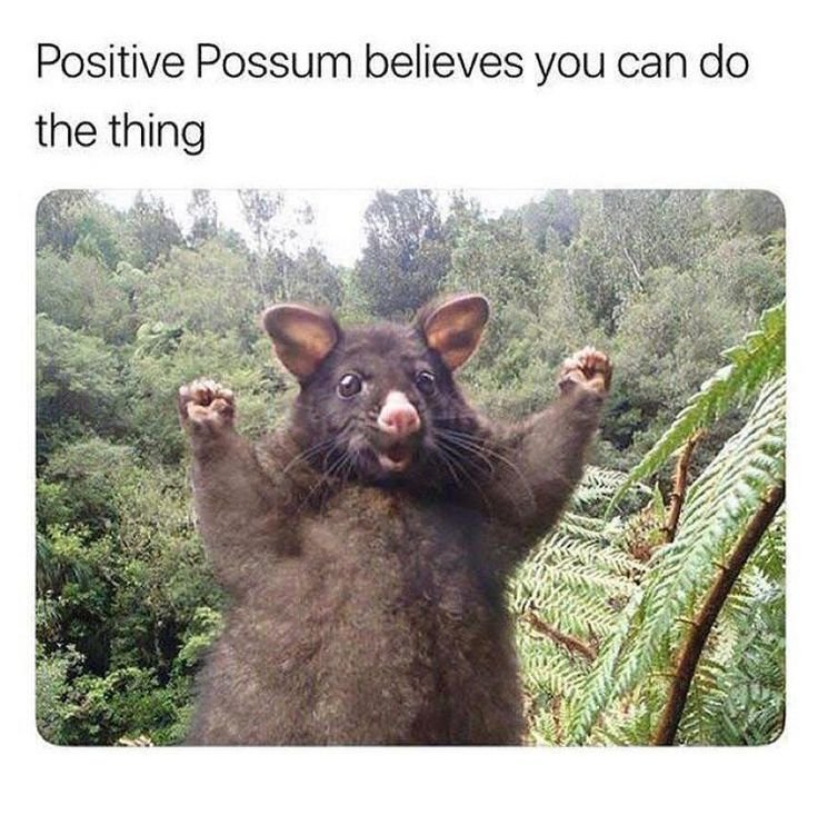 Everyone needs a Positive Possum in their life