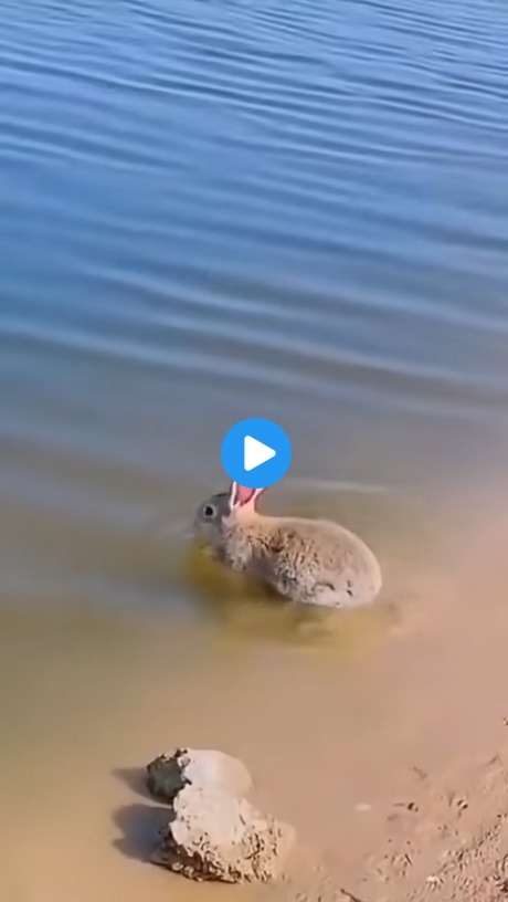 Here s a bunny swimming in case you haven t seen one.