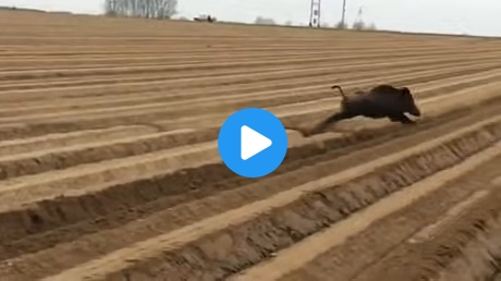 Huge family of Wild Boar running through an open field in Poland