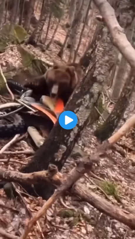 Bear charges on two bikers